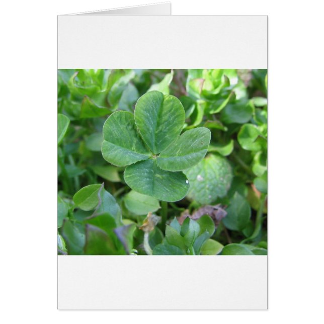 Cartão Quatro Folheto (Frente)