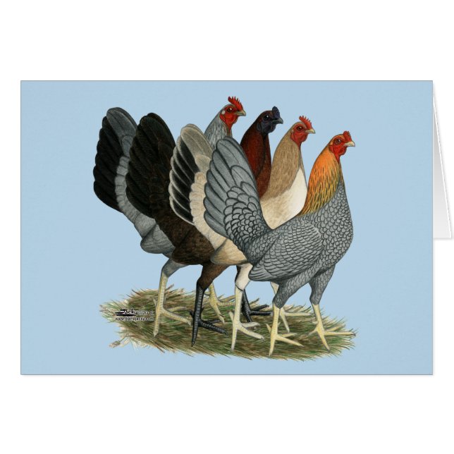 Cartão Quatro Galinhas Gamefowl (Frente horizontal)