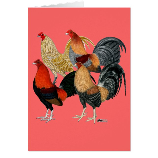 Cartão Quatro Gamecocks (Frente)