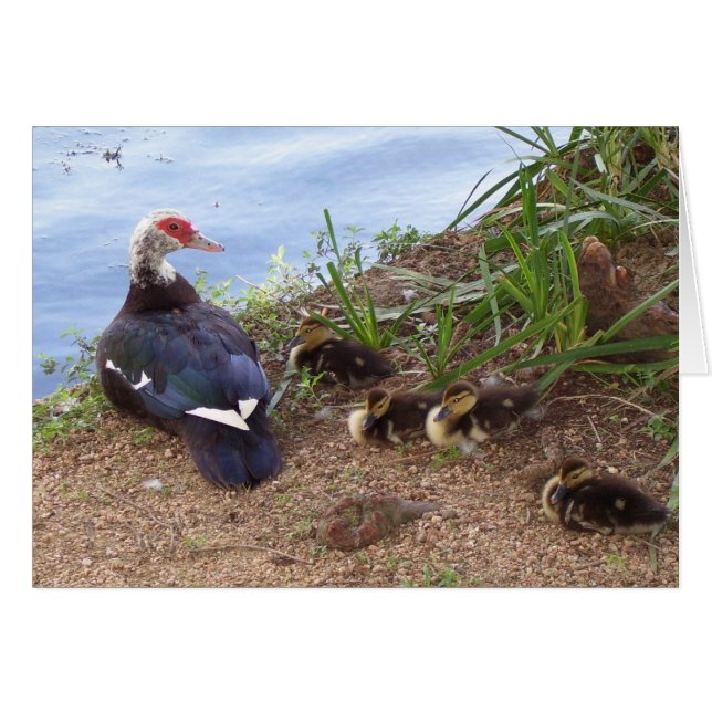 Cartão Quatro patinhos (Frente Horizontal)