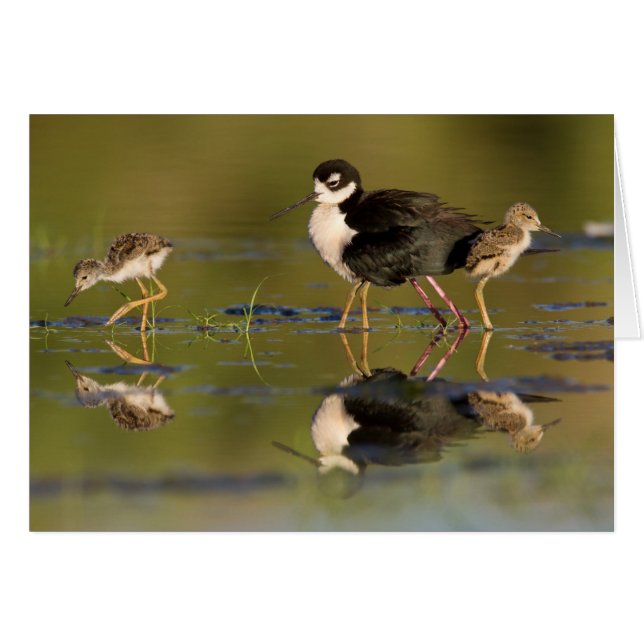 Cartão Que pintinhos bonitos (Frente Horizontal)