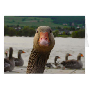 Cartão Que você está olhando? (Cara engraçada do ganso)