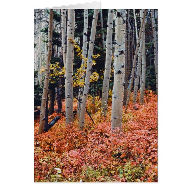 Cartão Queda de Aspens (Frente)