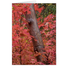 Cartão queda de rosa em Sedona