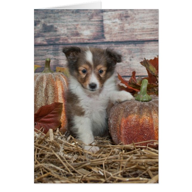 Cartão Queda Sheltie Puppy (Frente)
