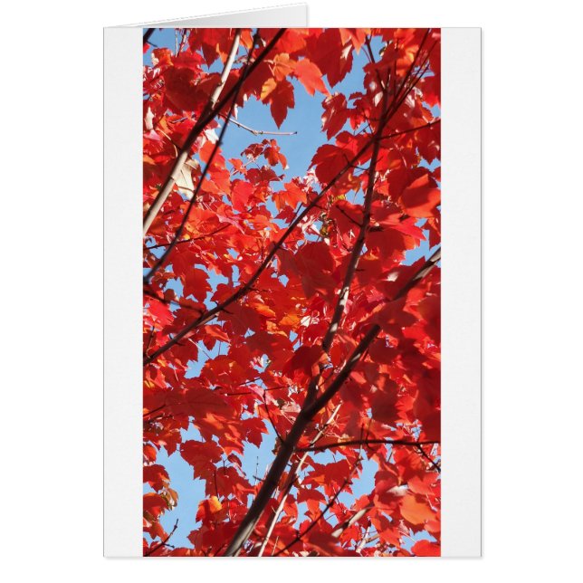 Cartão Queda Vermelha (Frente)