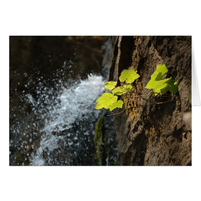 Cartão Quedas da água (Frente Horizontal)