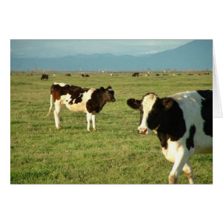 Cartão queijo de vaca