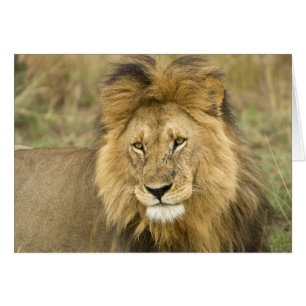 Cartão Quênia Masai Mara