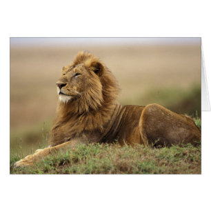 Cartão Quênia, Masai Mara Leão macho
