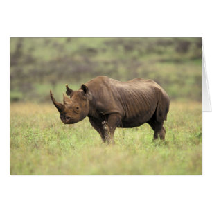 Cartão Quênia, Parque Nacional de Nairobi. Rinoceronte Ne