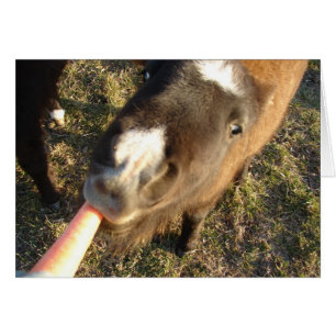 Cartão Quer um Cenoura?