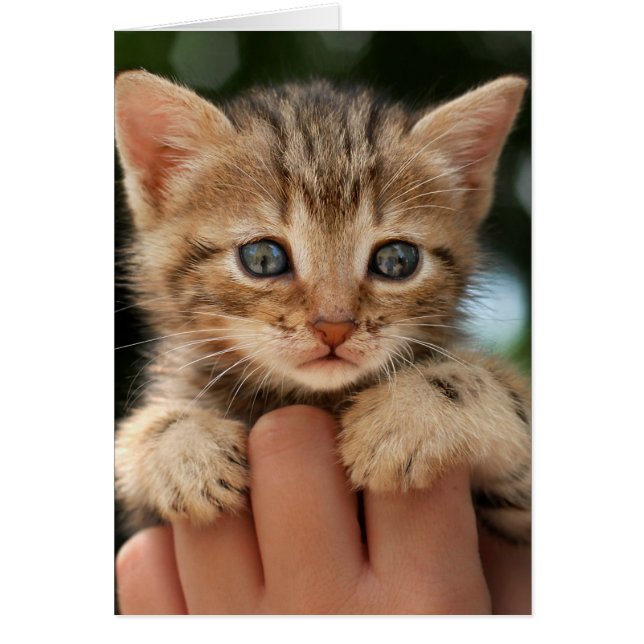 Cartão Querida Kitten (Frente)