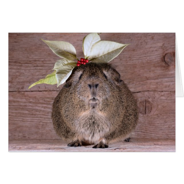 Cartão Querido da cobaia (Frente Horizontal)