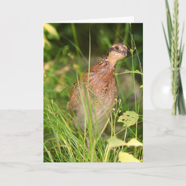 Cartão Quiet Quail Peeks Out from the Brush (Pé Silencios (Frente)