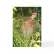 Quiet Quail Peeks Out from the Brush (Pé Silencios