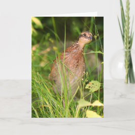 Cartão Quiet Quail Peeks Out from the Brush (Pé Silencios