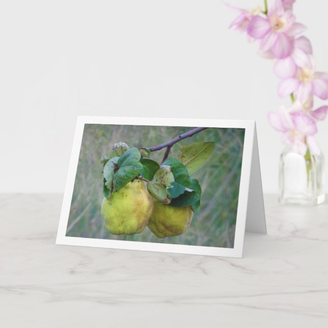 Cartão Quince Fruta (Orquídea)