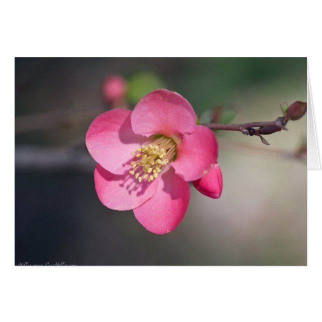 Cartão Quince Rosa Perfeito em Flor (Frente Horizontal)