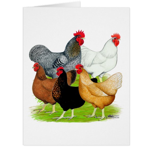 Cartão Quintet de Galinhas Ligadas a Sexo (Frente)