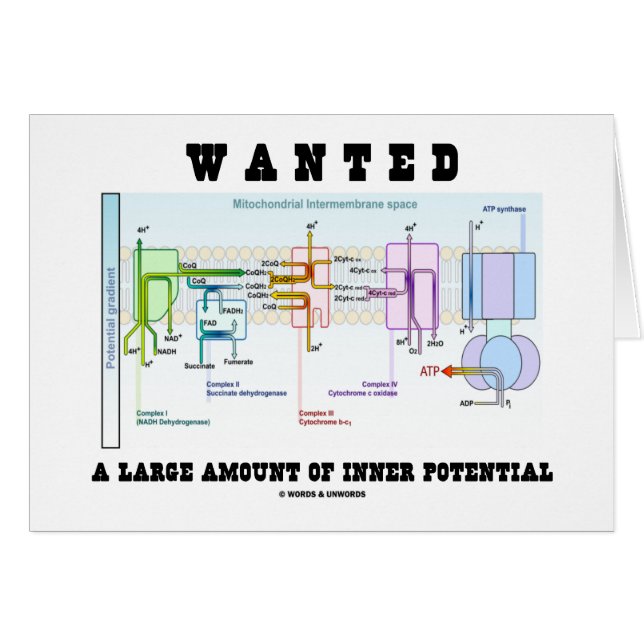 Cartão Quis uma grande quantidade de potencial interno (Frente Horizontal)