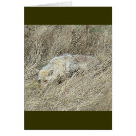Cartão R13 Coyote em Grama Alto