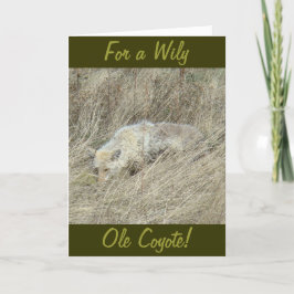 Cartão R13 Coyote in Tall Grass