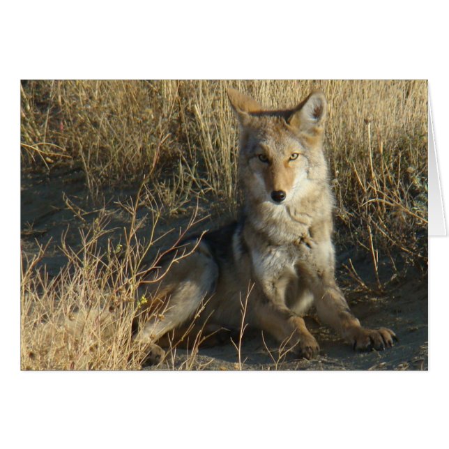 Cartão R15 Coyote Deitado (Frente Horizontal)