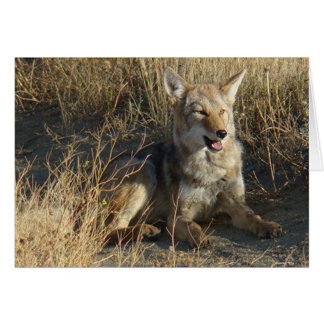 Cartão R18 Coyote Lay (Frente Horizontal)