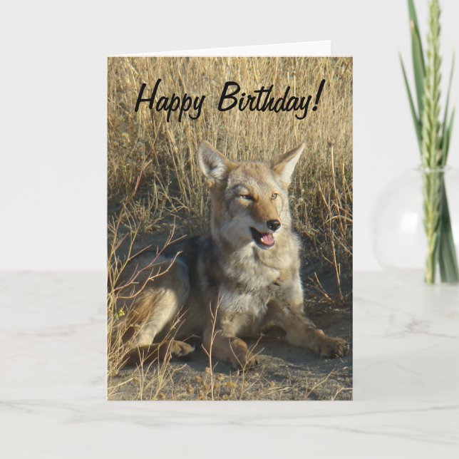 Cartão R18 Coyote Laying (Frente)