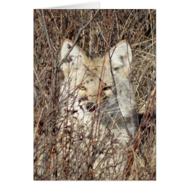 Cartão R21 Coyote "Vigiando você" (Frente)