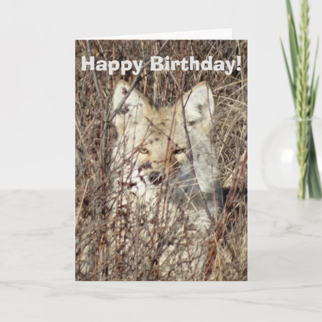 Cartão R21 Coyote "Vigiando você" (Frente)