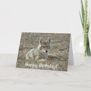 Cartão R22 Coyote Deitado