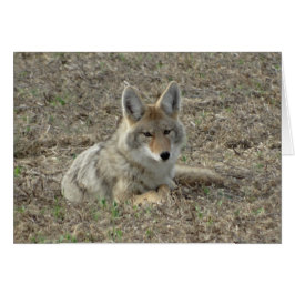 Cartão R22 Coyote Lay