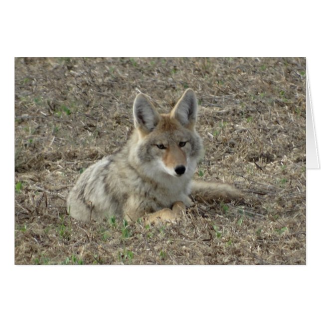 Cartão R22 Coyote Lay (Frente Horizontal)