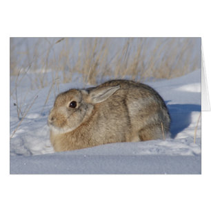 Cartão R5 Coelho de Algodão em Neve