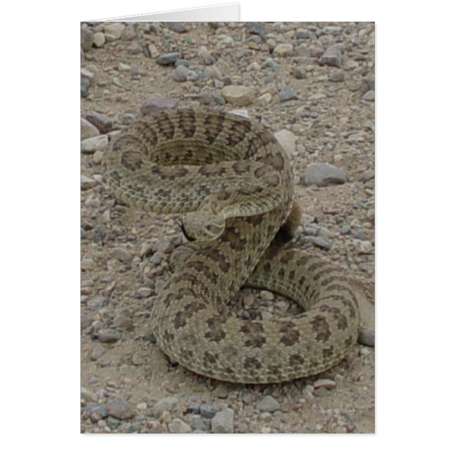 Cartão R9 Prairie Rattlesnake Coil (Frente)