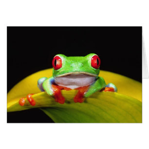 Cartão Rã-arbórea-de-olho-vermelho, Agalychinis callidrya