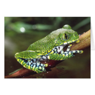 Cartão Rã-Árvore de Olho Grande, Leptopelis vermiculatus,