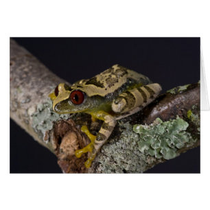 Cartão Rã-Árvore de Olho Vermelho Africana, Leptopelis