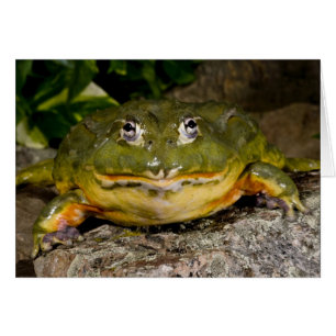 Cartão Rã-Touro-Africana, Pyxicephalus