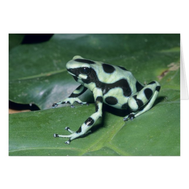 Cartão Rã-veneno, (Dendrobates auratus) Cahuita (Frente Horizontal)