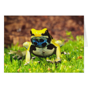 Cartão Rã venenosa, Dendrobates tinctorius,