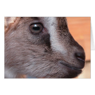 Cartão Rabbit O Capim