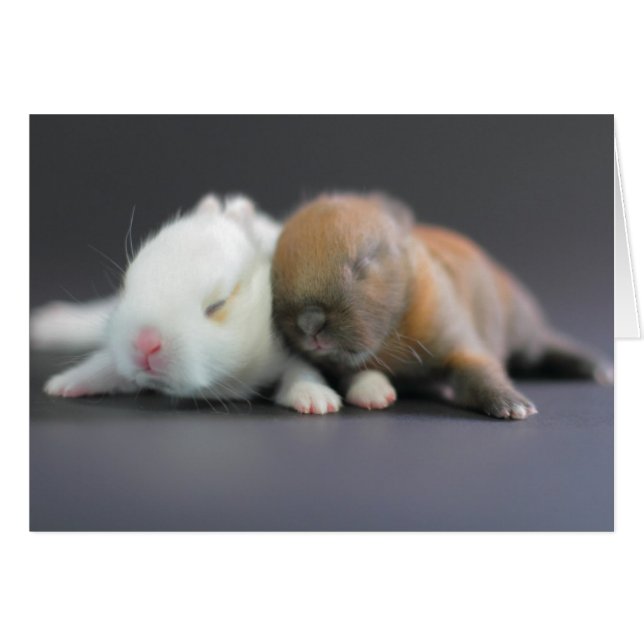 Cartão Rabbits anão Países Baixos (Frente Horizontal)