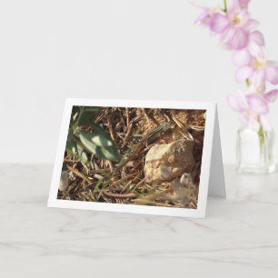 Cartão Raça de areia argelina, Psammodromus Algirus, Liza