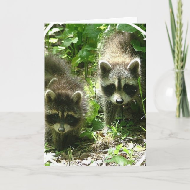Cartão Raccoon Habitat Greeting Card (Frente)