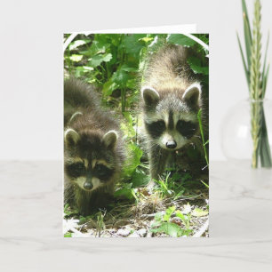 Cartão Raccoon Habitat Greeting Card