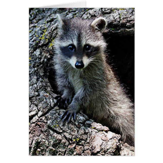 Cartão Raccoon no Den (Frente)