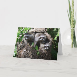 Cartão Raccoon - The Three Amigos